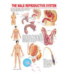 Male Genitals